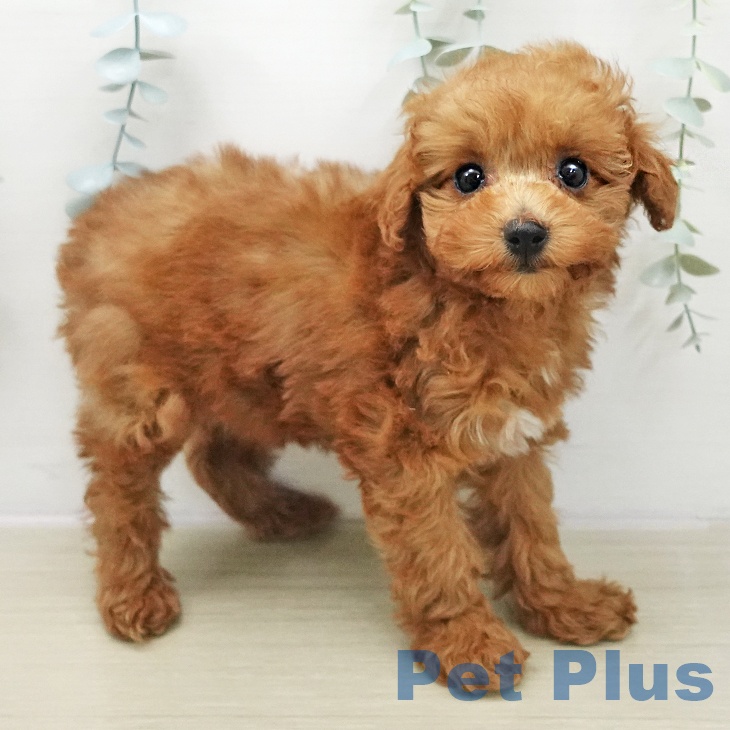 埼玉県のトイプードル(トイ) (ペットプラス 羽生店/2025年11月12日生まれ/女の子/レッド)の子犬の2枚目の画像
