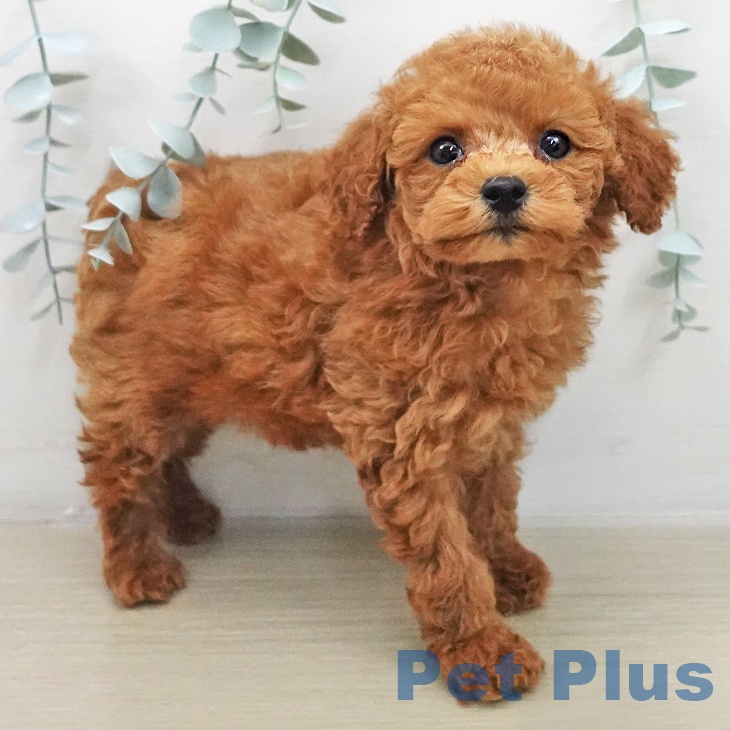 東京都のトイプードル(トイ) (ペットプラス むさし村山店/2025年11月17日生まれ/男の子/アプリコット)の子犬の2枚目の画像