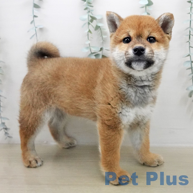 埼玉県の柴犬(標準サイズ) (ペットプラス 羽生店/2025年11月26日生まれ/男の子/赤)の子犬の2枚目の画像