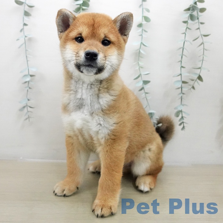 埼玉県の柴犬(標準サイズ) (ペッツワン 吉川美南店/2025年11月26日生まれ/男の子/赤)の子犬の1枚目の画像