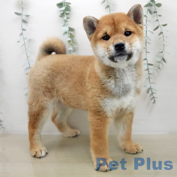 埼玉県の柴犬(標準サイズ) (ペッツワン 吉川美南店/2025年11月26日生まれ/男の子/赤)の子犬の2枚目の画像