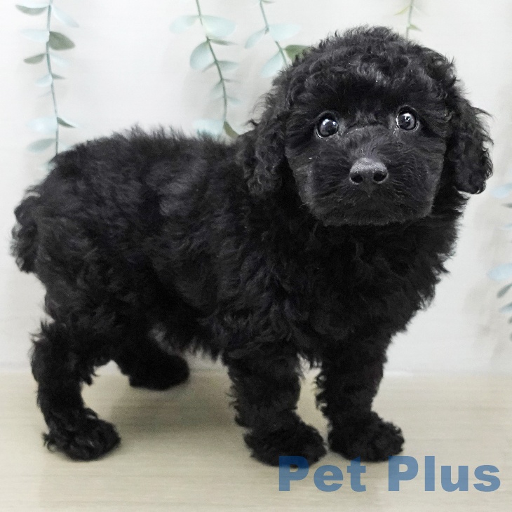 埼玉県のトイプードル(トイ) (ペッツワン 新座店/2025年11月18日生まれ/男の子/ブラック)の子犬の1枚目の画像
