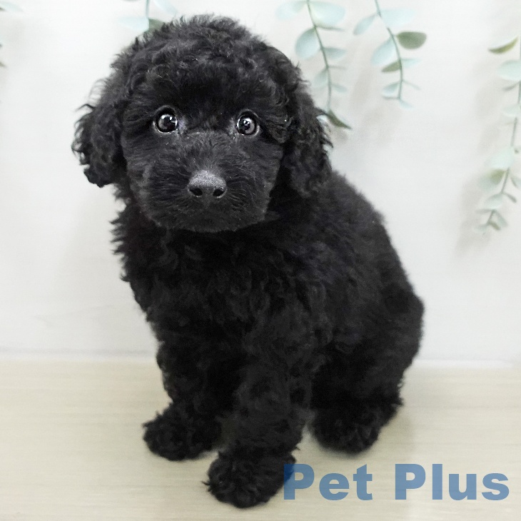 埼玉県のトイプードル(トイ) (ペッツワン 新座店/2025年11月18日生まれ/男の子/ブラック)の子犬の2枚目の画像