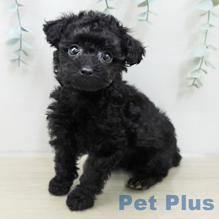 神奈川県のトイプードル(トイ) (ペットプラス テラスモール湘南店/2025年11月18日生まれ/女の子/ブラック)の子犬の1枚目の画像
