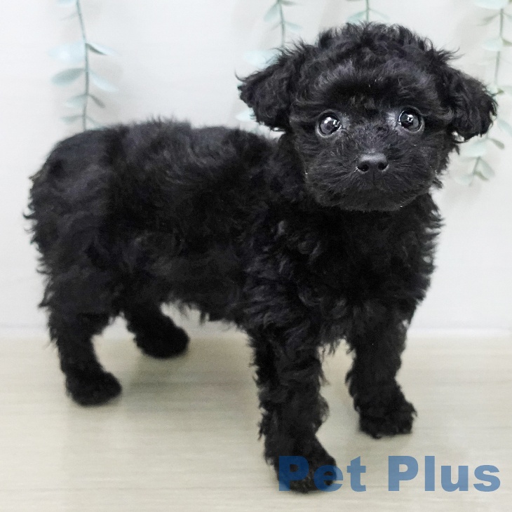 神奈川県のトイプードル(トイ) (ペットプラス テラスモール湘南店/2025年11月18日生まれ/女の子/ブラック)の子犬の2枚目の画像