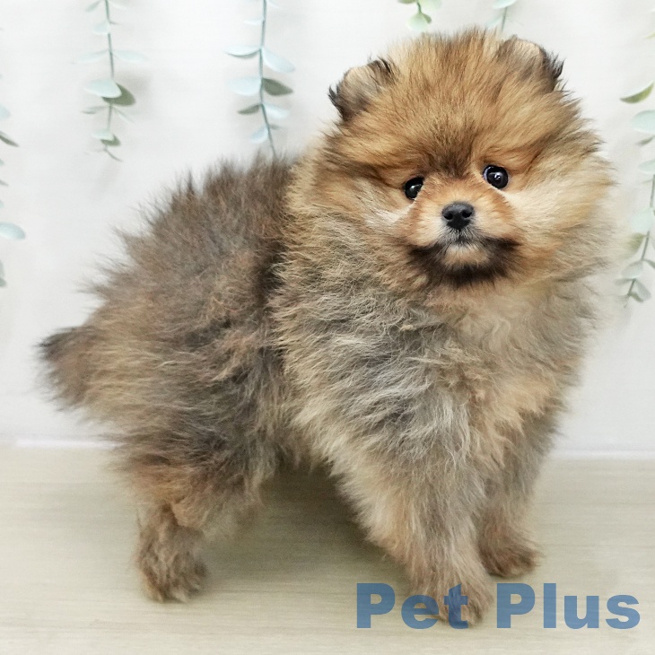 宮城県のポメラニアン (ペットプラス 名取店/2025年11月26日生まれ/女の子/オレンジ)の子犬の1枚目の画像