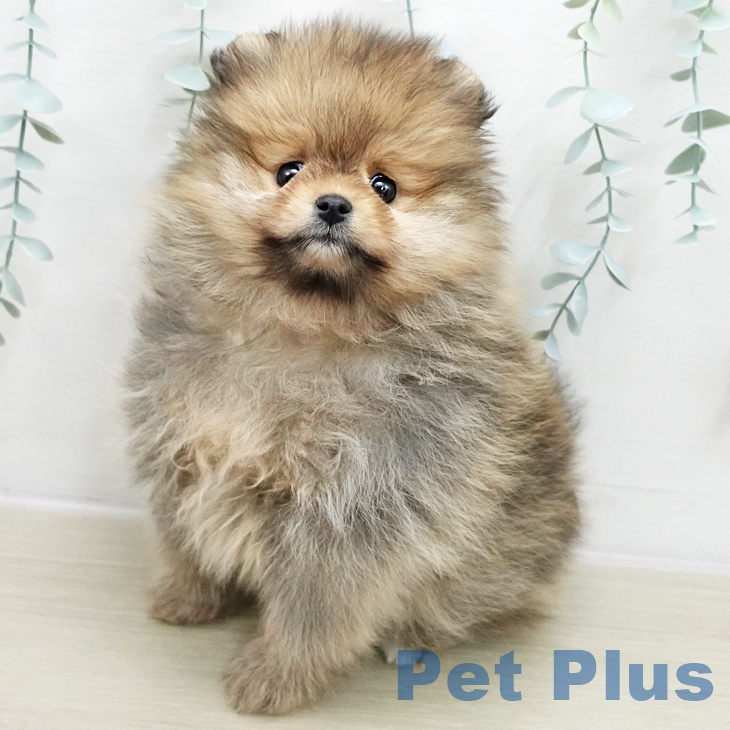 宮城県のポメラニアン (ペットプラス 名取店/2025年11月26日生まれ/女の子/オレンジ)の子犬の2枚目の画像