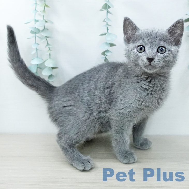 東京都のロシアンブルー (ペッツワン 青梅インター店/2025年11月14日生まれ/男の子/ブルー)の子猫の1枚目の画像