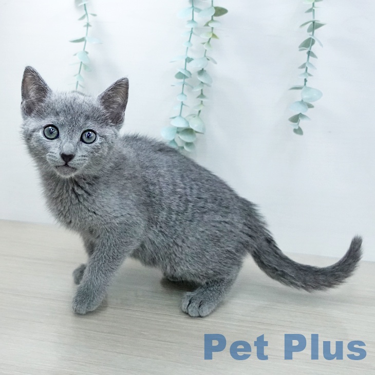東京都のロシアンブルー (ペッツワン 青梅インター店/2025年11月14日生まれ/男の子/ブルー)の子猫の2枚目の画像