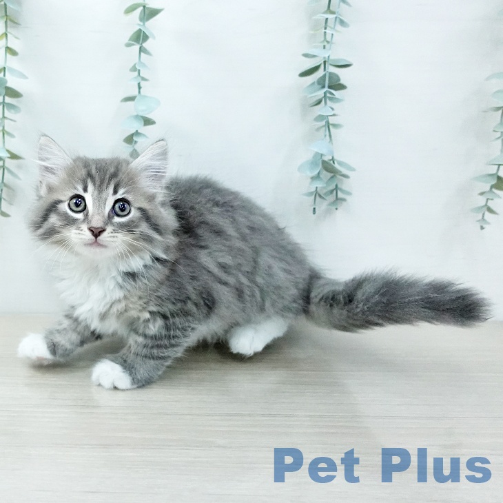 東京都のサイベリアン (ペットプラス むさし村山店/2025年11月25日生まれ/男の子/ブルータビーホワイト)の子猫の1枚目の画像