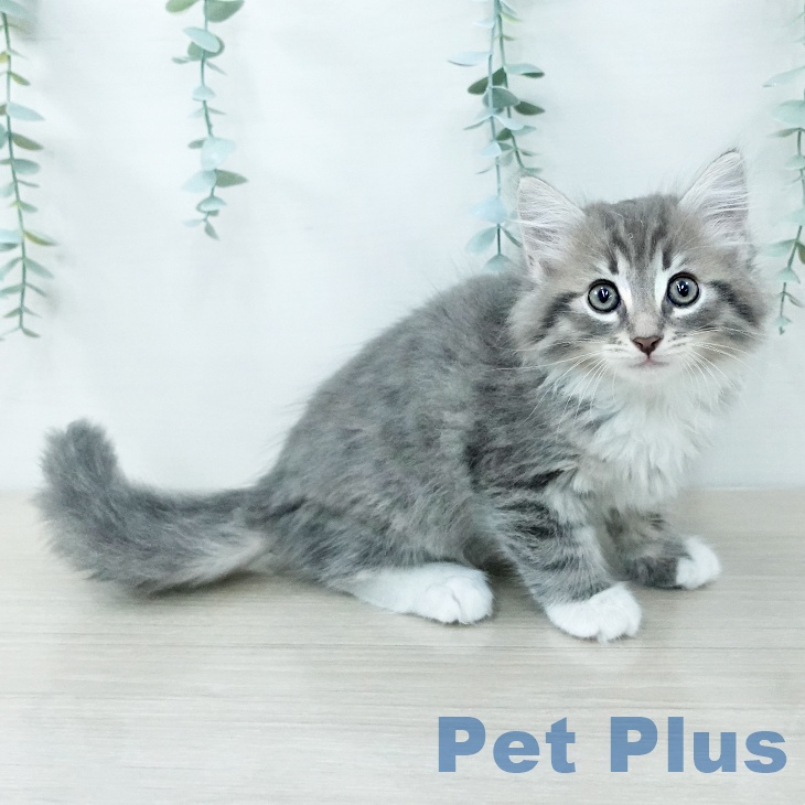 東京都のサイベリアン (ペットプラス むさし村山店/2025年11月25日生まれ/男の子/ブルータビーホワイト)の子猫の2枚目の画像