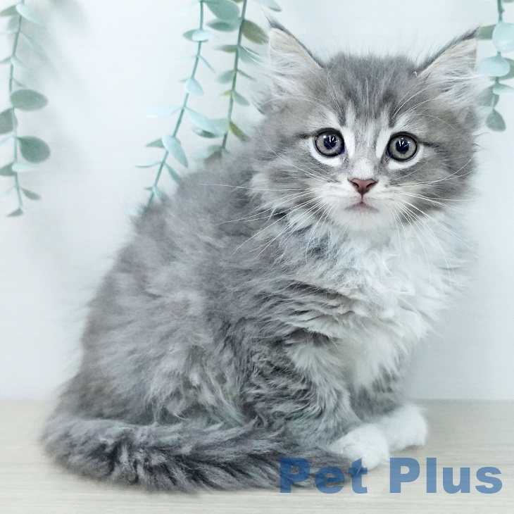 サイベリアンの写真2