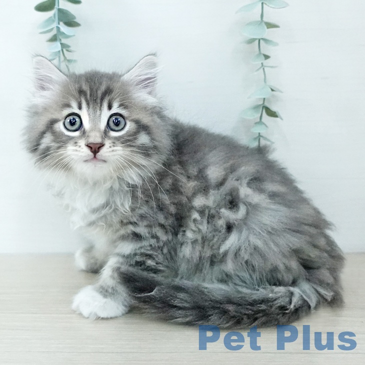 東京都のサイベリアン (ペットプラス アクアシティお台場店/2025年11月25日生まれ/男の子/ブルータビーホワイト)の子猫の1枚目の画像