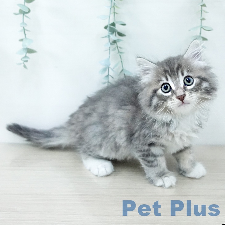 東京都のサイベリアン (ペットプラス アクアシティお台場店/2025年11月25日生まれ/男の子/ブルータビーホワイト)の子猫の2枚目の画像