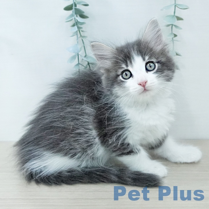 千葉県のサイベリアン (ペットプラス 幕張新都心店/2025年11月26日生まれ/男の子/ブルータビーホワイト)の子猫の1枚目の画像
