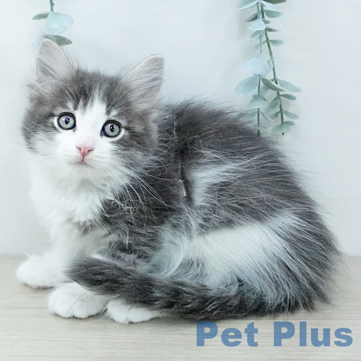 千葉県のサイベリアン (ペットプラス 幕張新都心店/2025年11月26日生まれ/男の子/ブルータビーホワイト)の子猫の2枚目の画像