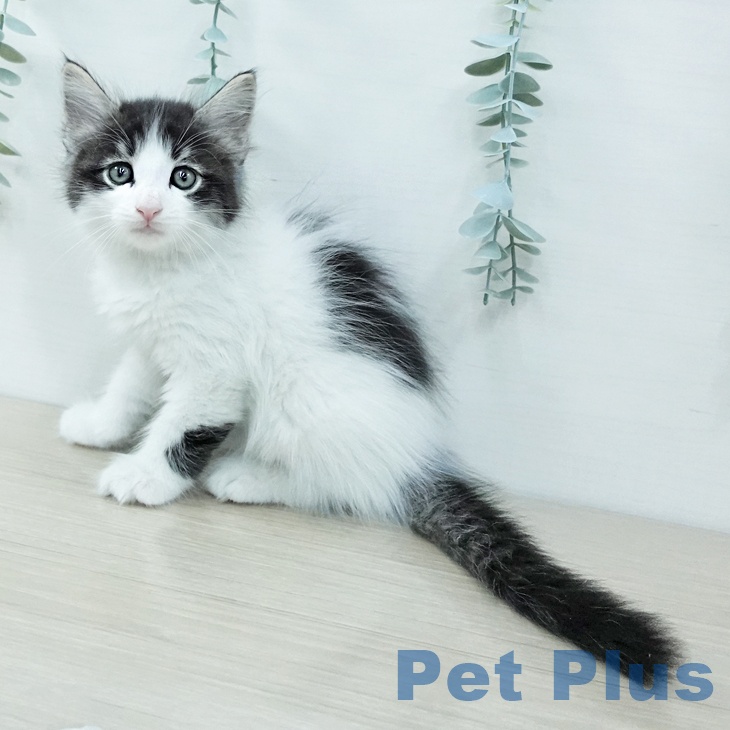 東京都のサイベリアン (ペットプラス 多摩平の森店/2025年11月26日生まれ/男の子/ブラウンタビーホワイト)の子猫の2枚目の画像