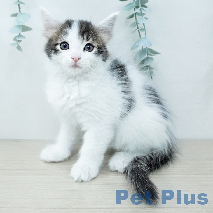 長野県のサイベリアン (ペットプラス 須坂店/2025年11月26日生まれ/女の子/ブラウンタビーホワイト)の子猫