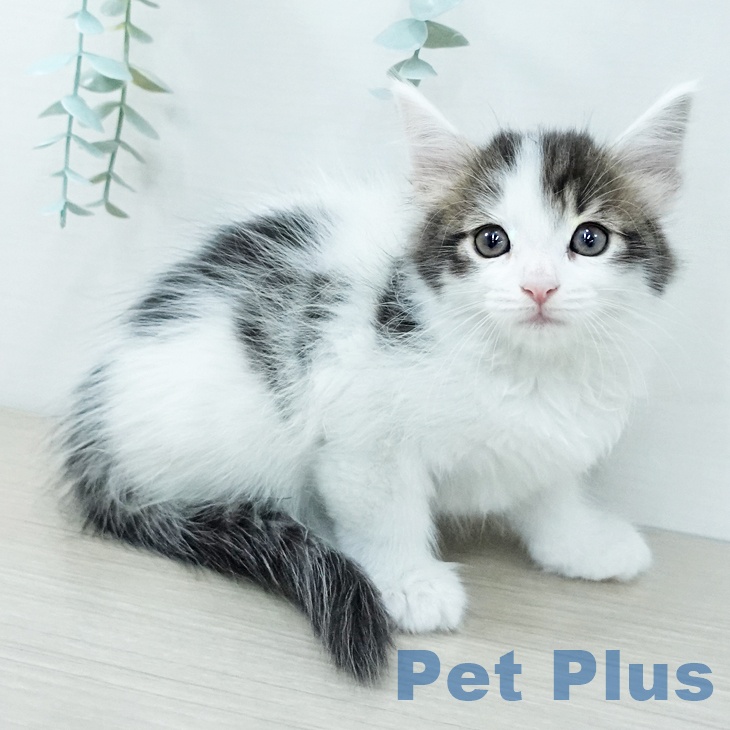 長野県のサイベリアン (ペットプラス 須坂店/2025年11月26日生まれ/女の子/ブラウンタビーホワイト)の子猫の2枚目の画像