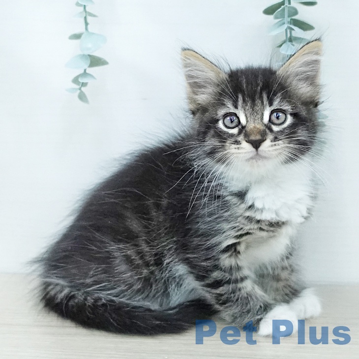 埼玉県のサイベリアン (ペットプラス 上尾店/2025年11月26日生まれ/女の子/ブラウンタビーホワイト)の子猫の1枚目の画像