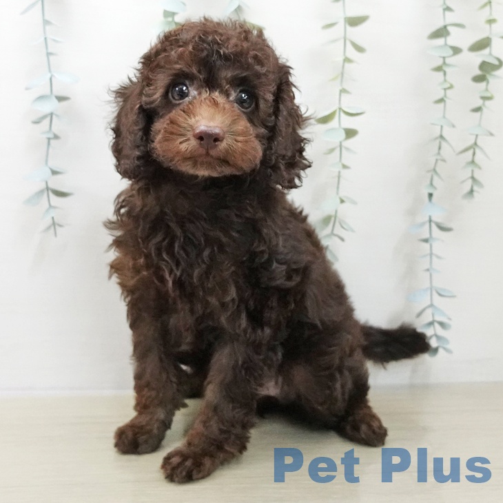 神奈川県のトイプードル(トイ) (ペットプラス 天王町店/2025年11月17日生まれ/女の子/ブラウンタン)の子犬の1枚目の画像
