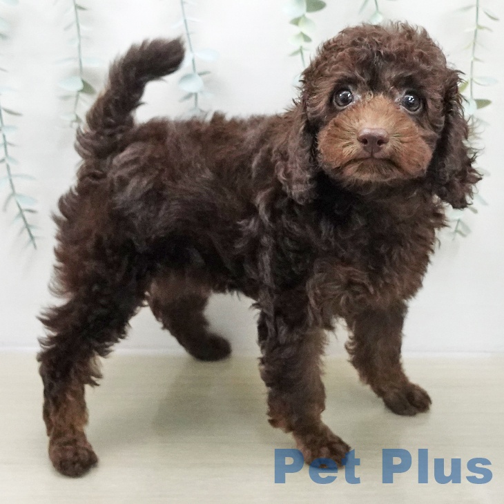 神奈川県のトイプードル(トイ) (ペットプラス 天王町店/2025年11月17日生まれ/女の子/ブラウンタン)の子犬の2枚目の画像