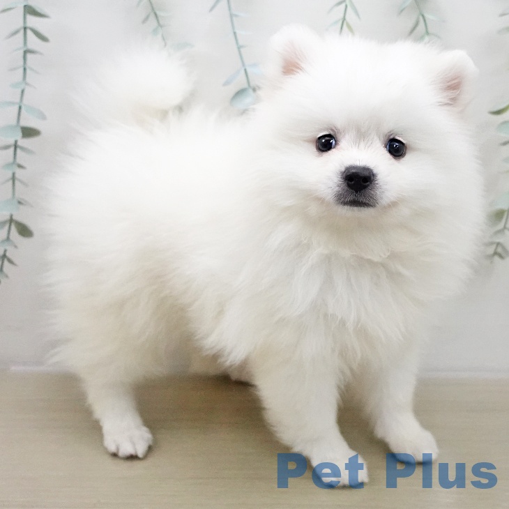 埼玉県のポメラニアン (ペットプラス 川口店/2025年11月21日生まれ/女の子/ホワイト)の子犬の2枚目の画像