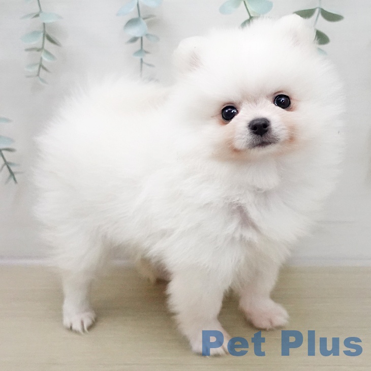 長野県のポメラニアン (ペットプラス 長野店/2025年11月25日生まれ/男の子/ホワイト)の子犬の1枚目の画像