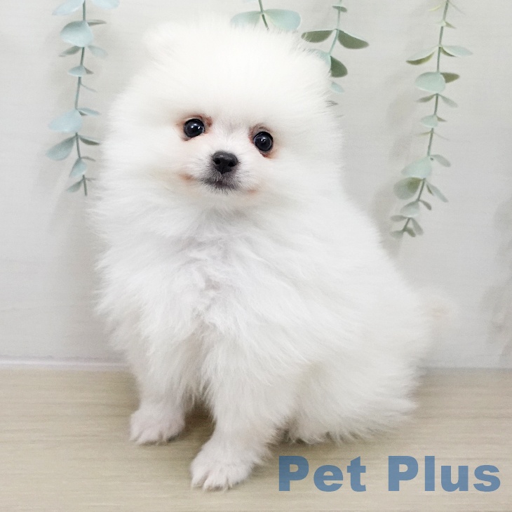 宮城県のポメラニアン (ペットプラス 仙台泉大沢店/2025年11月25日生まれ/男の子/ホワイト)の子犬の1枚目の画像