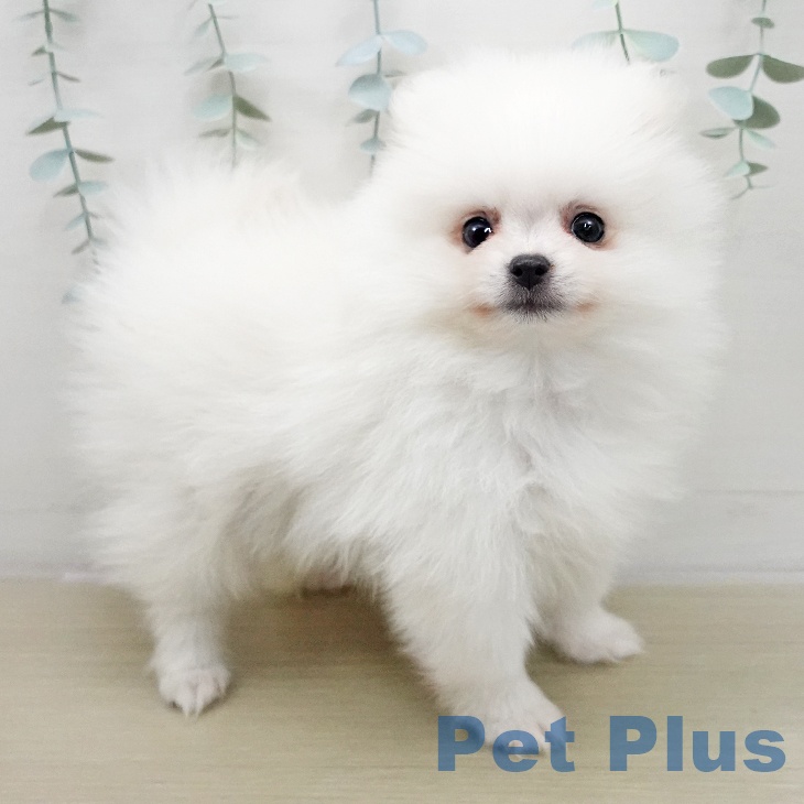 宮城県のポメラニアン (ペットプラス 仙台泉大沢店/2025年11月25日生まれ/男の子/ホワイト)の子犬の2枚目の画像