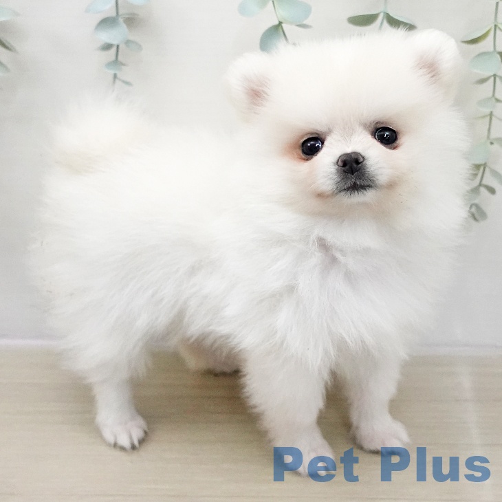 宮城県のポメラニアン (ペットプラス 仙台上杉店/2025年11月25日生まれ/女の子/ホワイト)の子犬の1枚目の画像