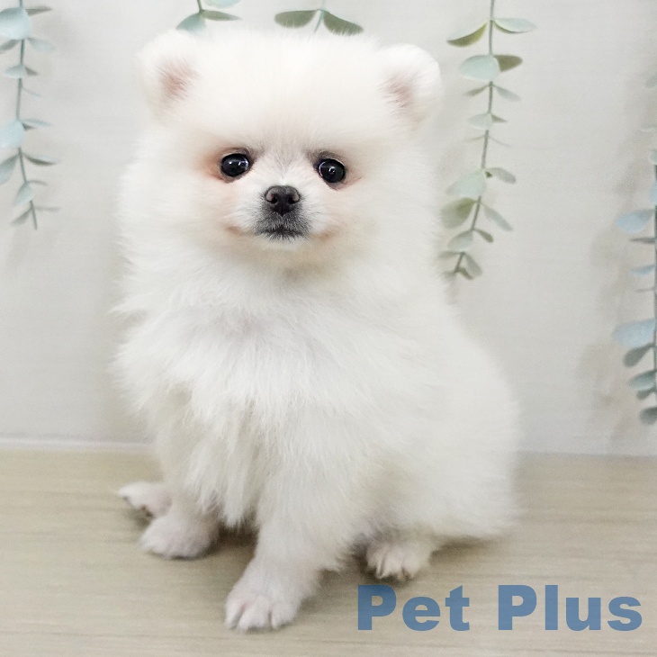 宮城県のポメラニアン (ペットプラス 仙台上杉店/2025年11月25日生まれ/女の子/ホワイト)の子犬の2枚目の画像