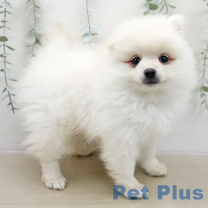 青森県のポメラニアン (ペットプラス 青森浜田店/2025年11月22日生まれ/男の子/クリーム)の子犬の1枚目の画像