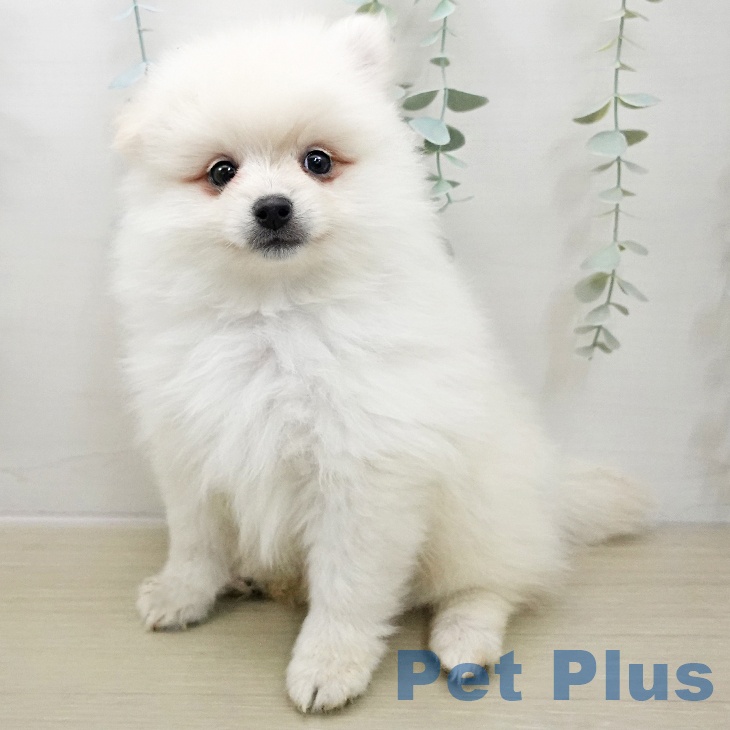 青森県のポメラニアン (ペットプラス 青森浜田店/2025年11月22日生まれ/男の子/クリーム)の子犬の2枚目の画像
