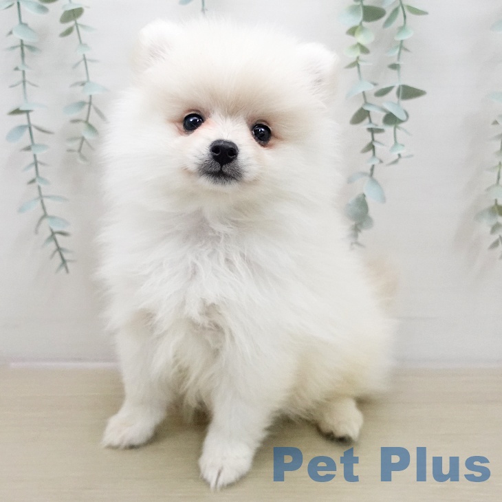 埼玉県のポメラニアン (ペットプラス ピオニウォーク東松山店/2025年11月22日生まれ/女の子/クリーム)の子犬の1枚目の画像
