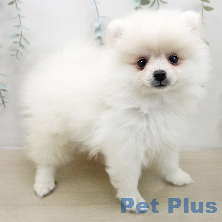 埼玉県のポメラニアン (ペットプラス ピオニウォーク東松山店/2025年11月22日生まれ/女の子/クリーム)の子犬の2枚目の画像