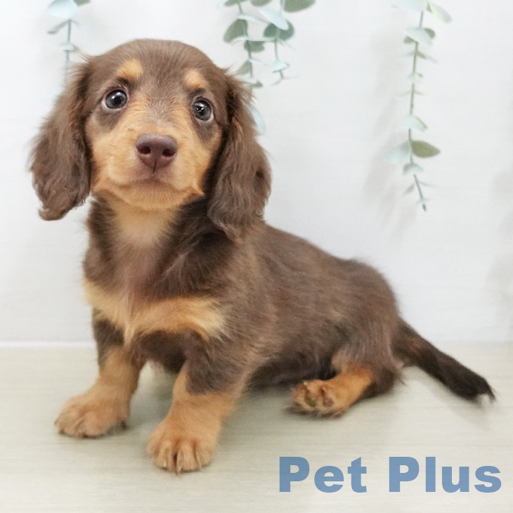 千葉県のミニチュアダックスフンド(ロング) (ペットプラス コトエ流山おおたかの森店/2025年11月24日生まれ/男の子/チョコレートタン)の子犬の1枚目の画像