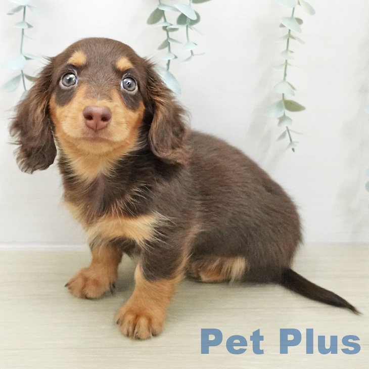 埼玉県のミニチュアダックスフンド(ロング) (ペットプラス 川口店/2025年11月24日生まれ/男の子/チョコレートタン)の子犬の1枚目の画像