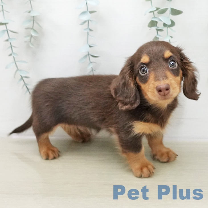 埼玉県のミニチュアダックスフンド(ロング) (ペットプラス 川口店/2025年11月24日生まれ/男の子/チョコレートタン)の子犬の2枚目の画像
