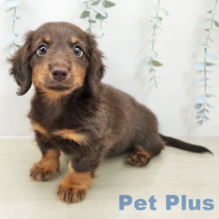 東京都のミニチュアダックスフンド(ロング) (ペッツワン 青梅インター店/2025年11月24日生まれ/男の子/チョコレートタン)の子犬の1枚目の画像