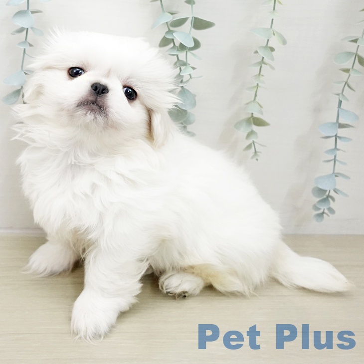 神奈川県のペキニーズ (ペットプラス 湘南平塚店/2025年11月24日生まれ/女の子/ホワイトクリーム)の子犬の1枚目の画像