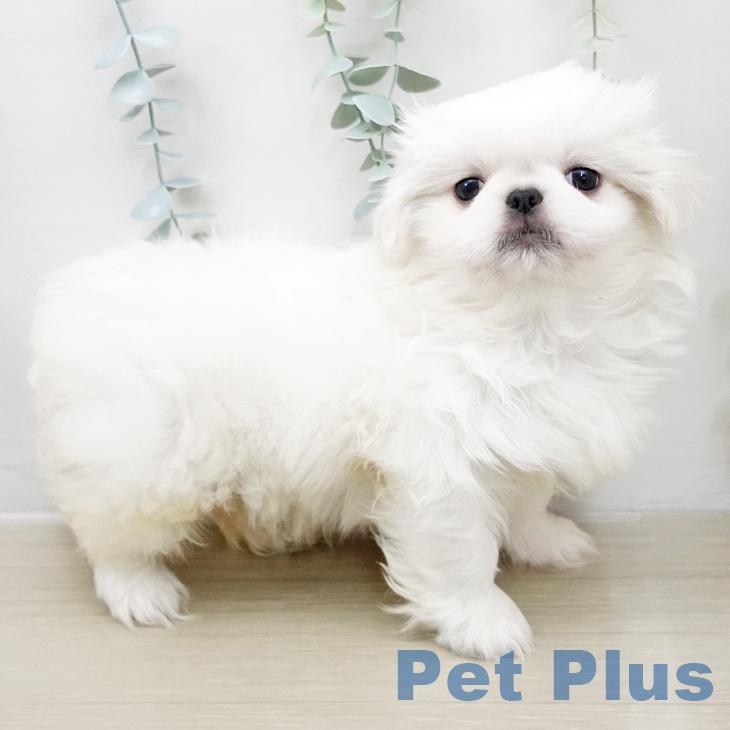神奈川県のペキニーズ (ペットプラス 湘南平塚店/2025年11月24日生まれ/女の子/ホワイトクリーム)の子犬の2枚目の画像