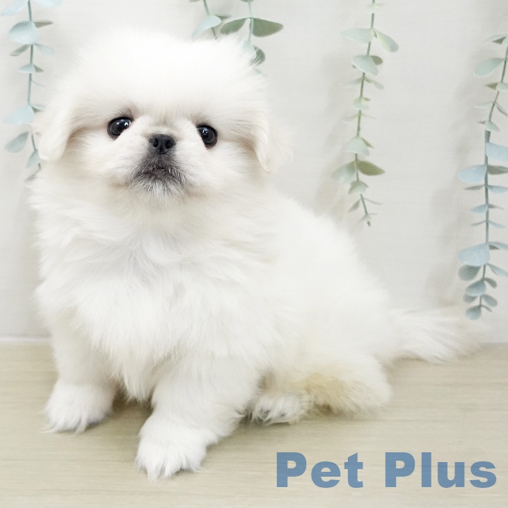 宮城県のペキニーズ (ペットプラス 名取店/2025年11月24日生まれ/女の子/ホワイトクリーム)の子犬の1枚目の画像