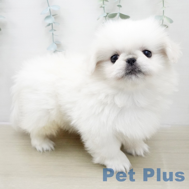宮城県のペキニーズ (ペットプラス 名取店/2025年11月24日生まれ/女の子/ホワイトクリーム)の子犬の2枚目の画像