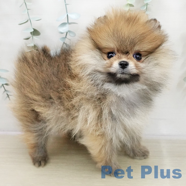 福島県のポメラニアン (ペットプラス 福島店/2025年11月20日生まれ/男の子/オレンジ)の子犬の1枚目の画像