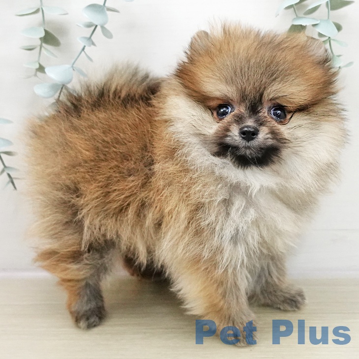 山形県のポメラニアン (ペットプラス 天童店/2025年11月20日生まれ/女の子/オレンジ)の子犬の1枚目の画像