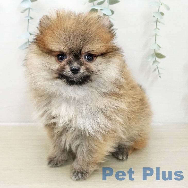 山形県のポメラニアン (ペットプラス 天童店/2025年11月20日生まれ/女の子/オレンジ)の子犬の2枚目の画像