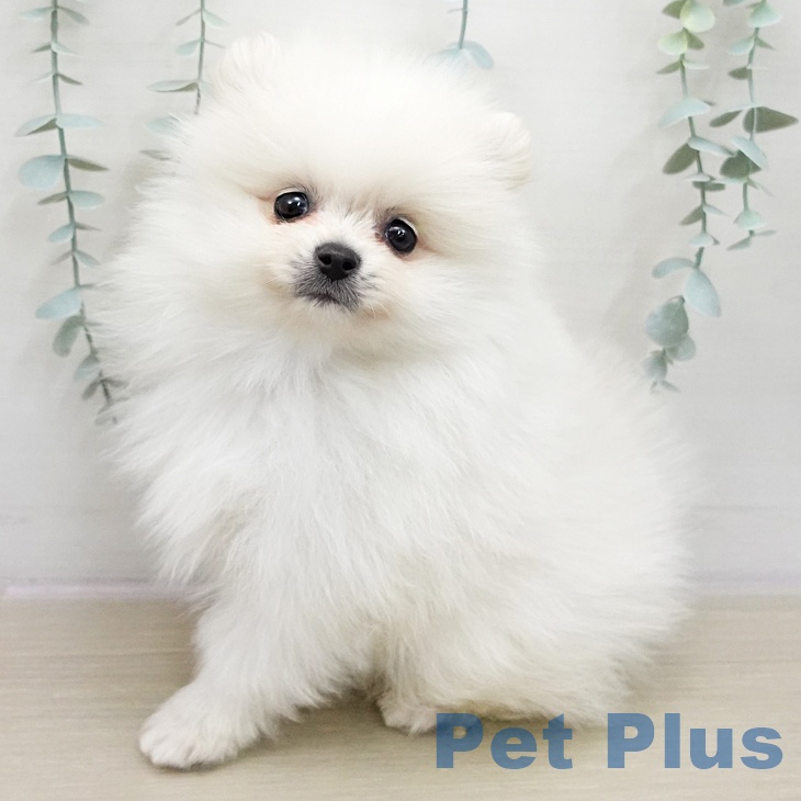 埼玉県のポメラニアン (ペットプラス 羽生店/2025年11月20日生まれ/男の子/クリーム)の子犬の1枚目の画像