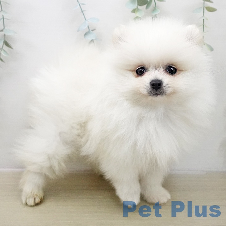 埼玉県のポメラニアン (ペットプラス 羽生店/2025年11月20日生まれ/男の子/クリーム)の子犬の2枚目の画像