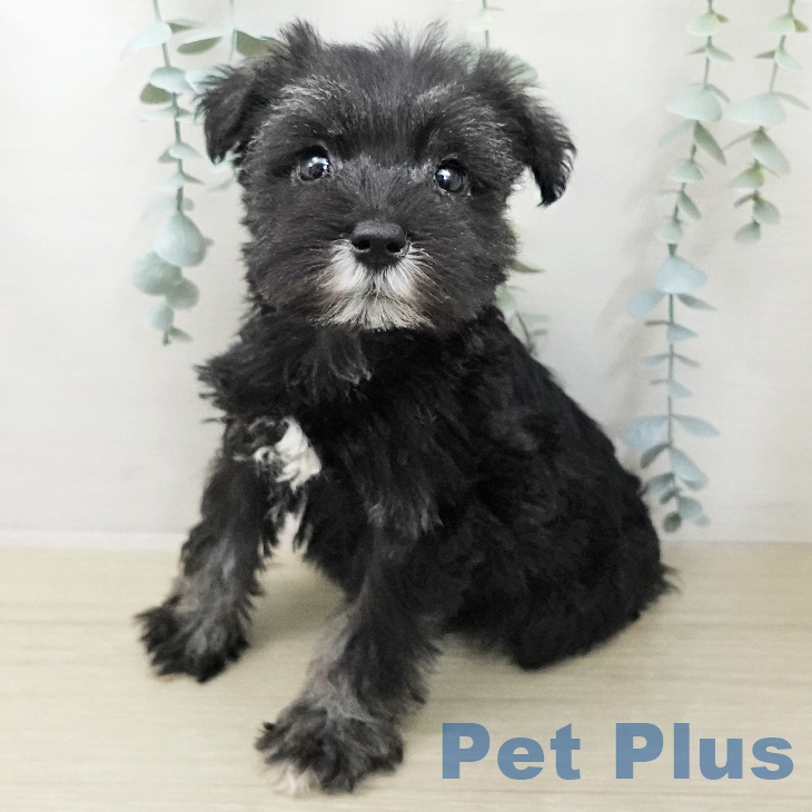 埼玉県のミニチュアシュナウザー (ペットプラス ららぽーと富士見店/2025年11月27日生まれ/女の子/ソルトペッパー)の子犬の1枚目の画像